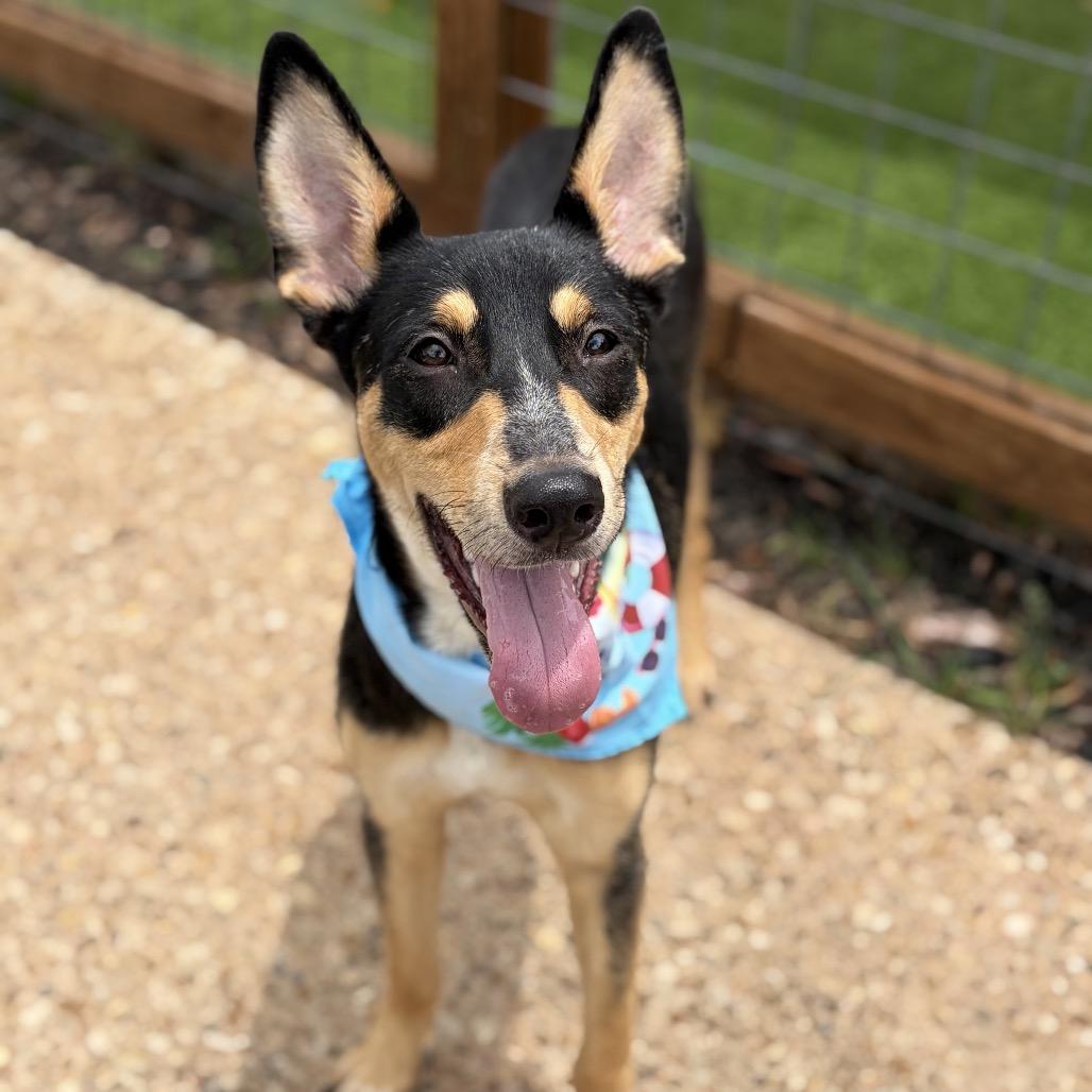 Raven 26-05-184, a Adoptable Australian Kelpie in Bastrop, TX image 1/6