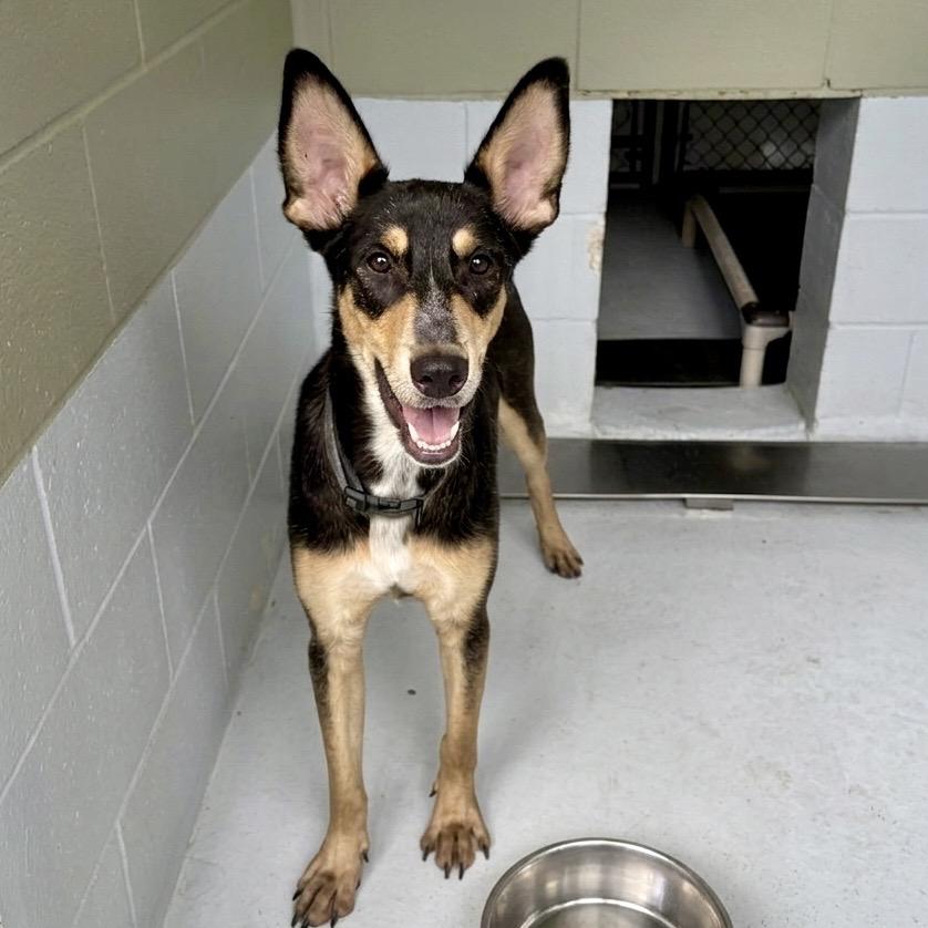 Raven 26-05-184, a Adoptable Australian Kelpie in Bastrop, TX image 2/6