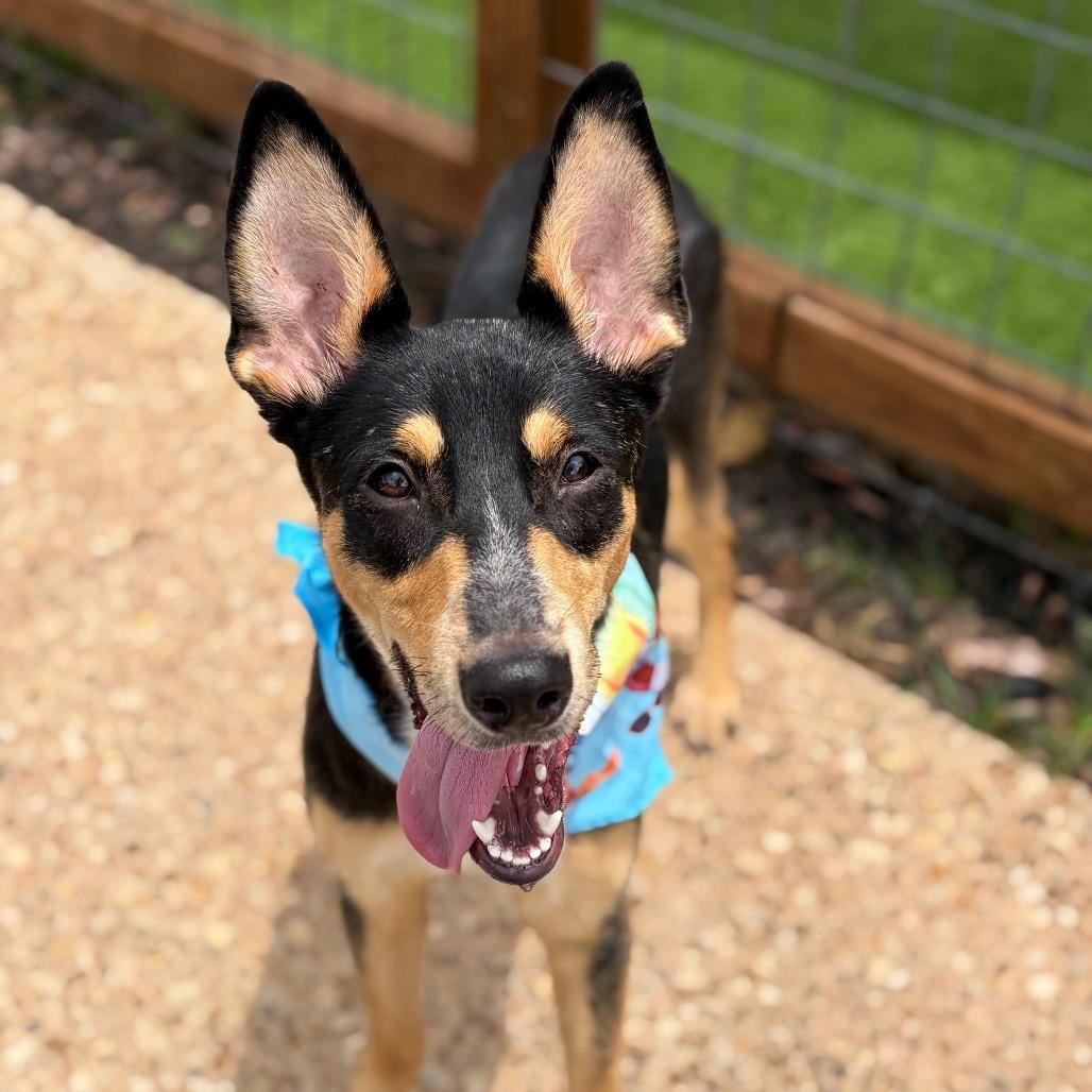 Raven 26-05-184, a Adoptable Australian Kelpie in Bastrop, TX image 3/6