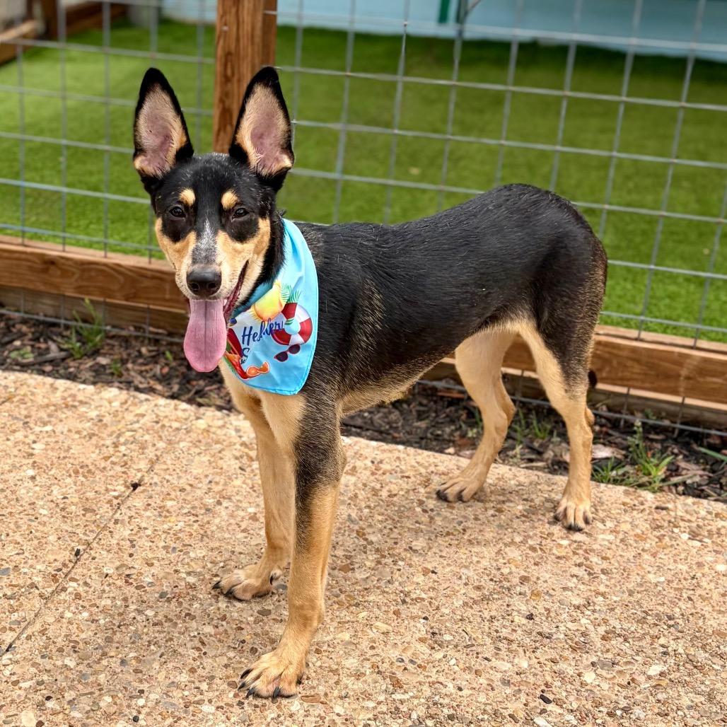Raven 26-05-184, a Adoptable Australian Kelpie in Bastrop, TX image 4/6