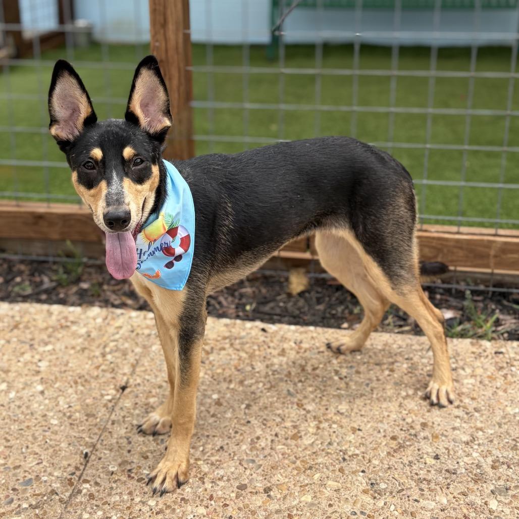 Raven 26-05-184, a Adoptable Australian Kelpie in Bastrop, TX image 5/6