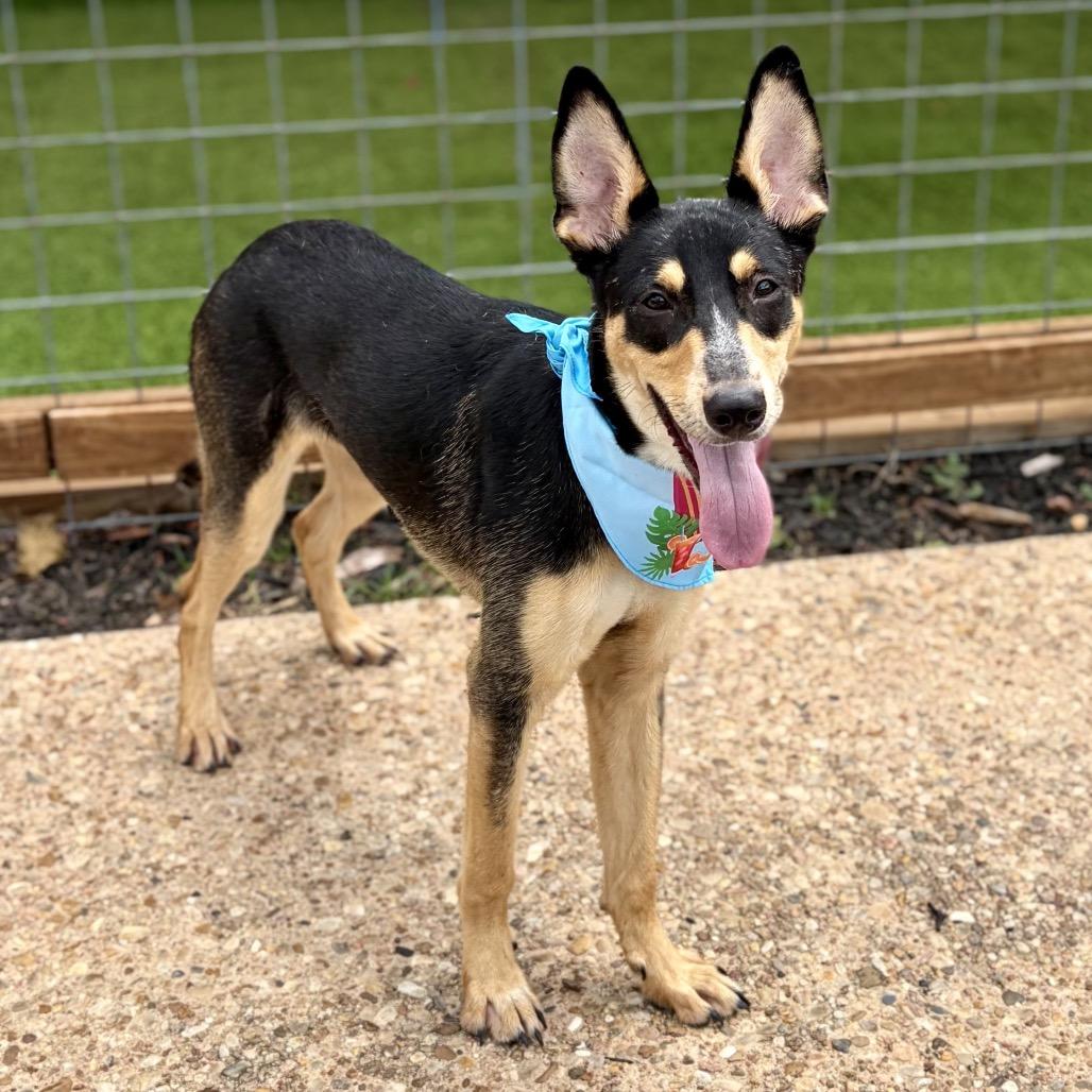 Raven 26-05-184, a Adoptable Australian Kelpie in Bastrop, TX image 6/6