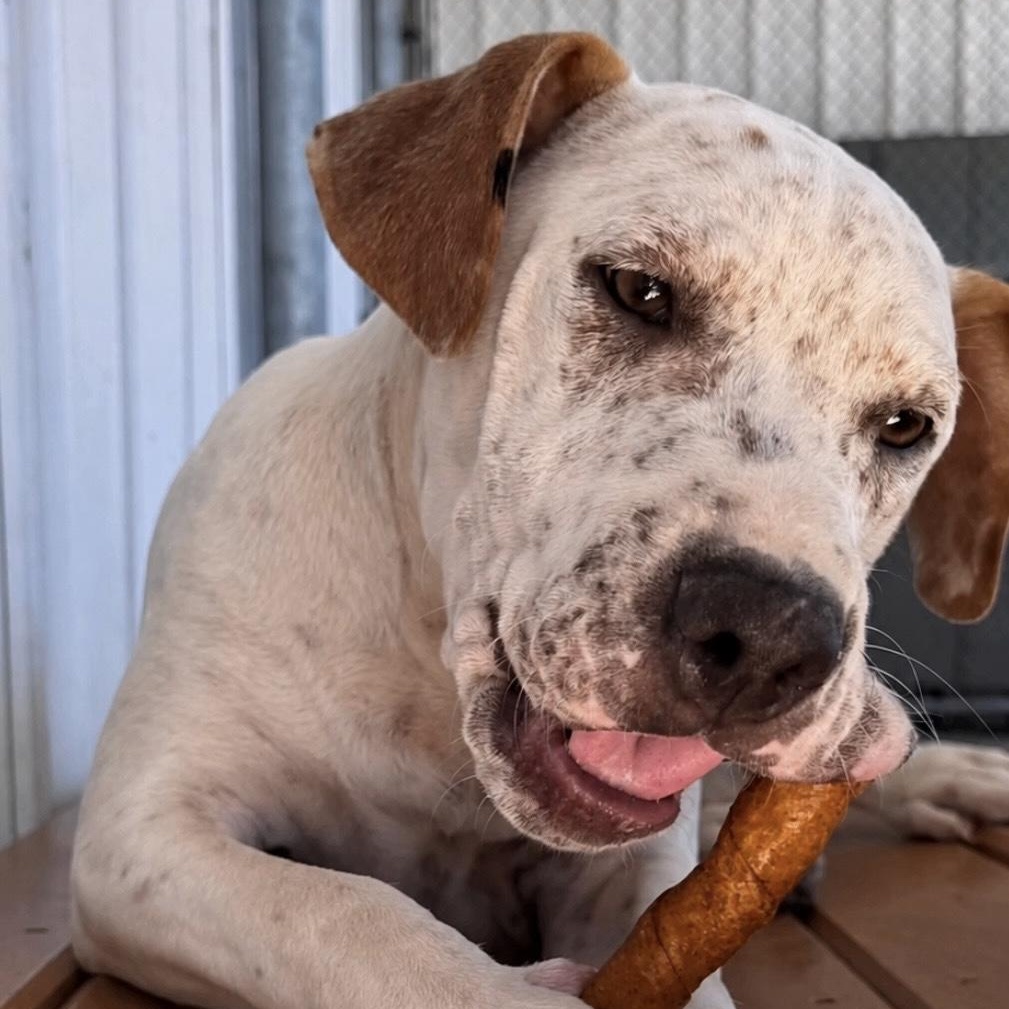 Bear, a ADOPTABLE mixed breed in Fairfield, CA image 2/4