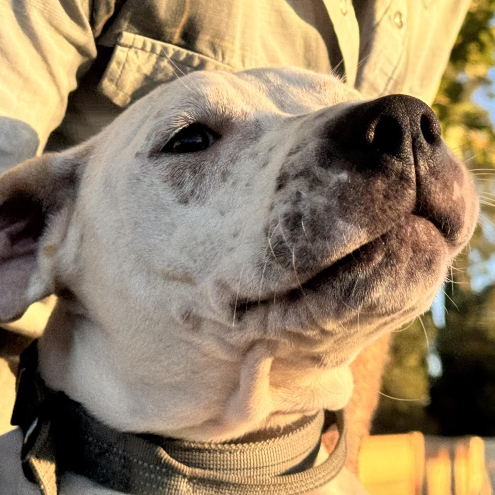 Bear, a ADOPTABLE mixed breed in Fairfield, CA image 4/4