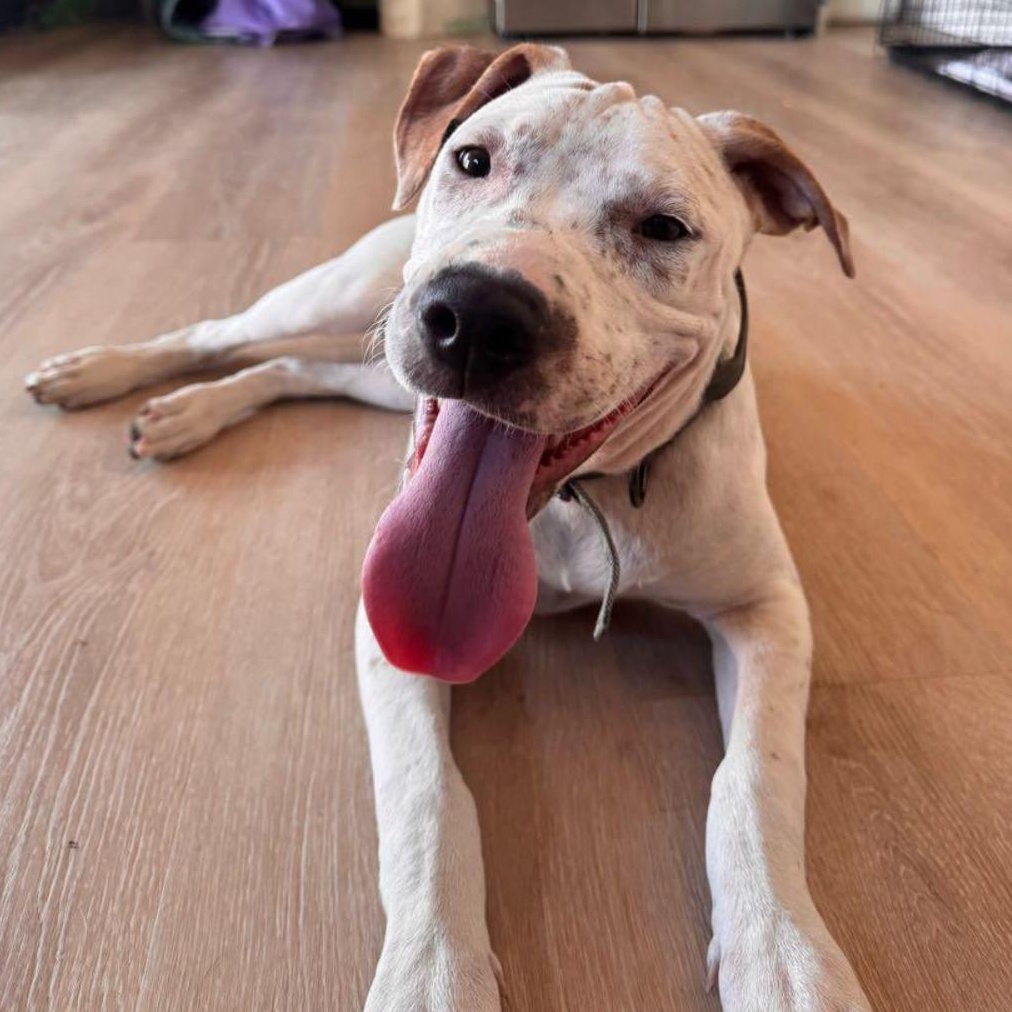 Bear, ADOPTABLE, Puppy Male Pit Bull Terrier & Cattle Dog.