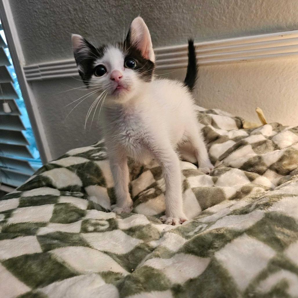 Ink, Adoptable, Young Male Domestic Short Hair.