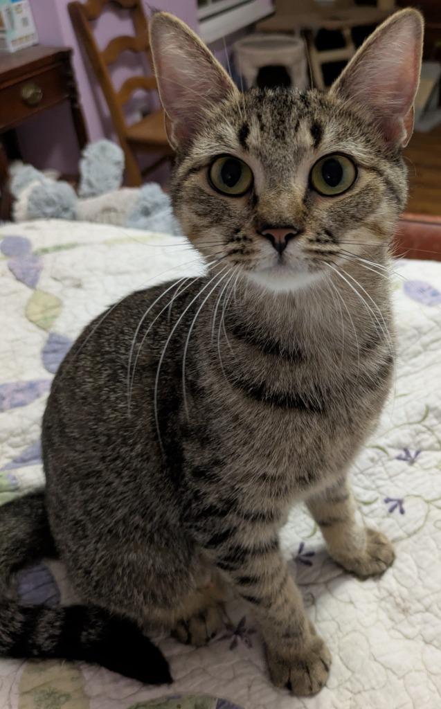 Alexia25F, Adoptable, Young Female Domestic Short Hair.