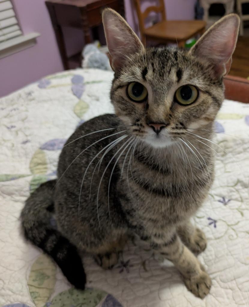 Enlarge Alexia25F, a Adoptable mixed breed in Youngsville, NC image 2/4