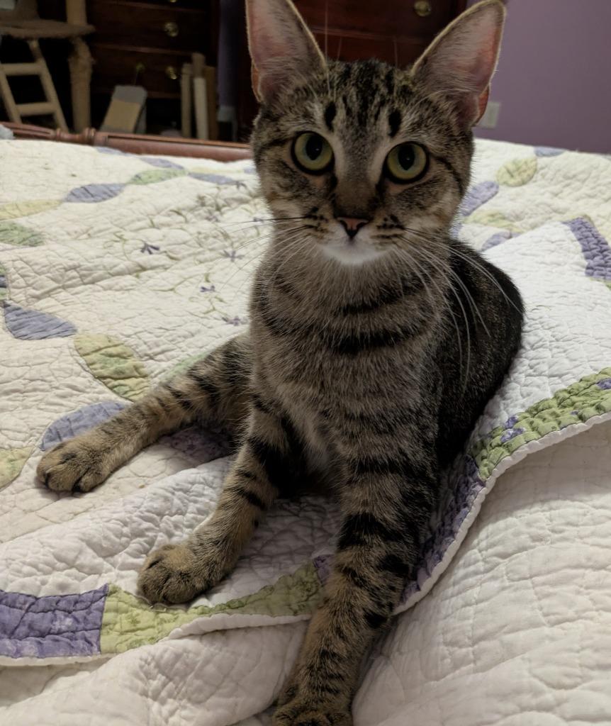 Enlarge Alexia25F, a Adoptable mixed breed in Youngsville, NC image 3/4