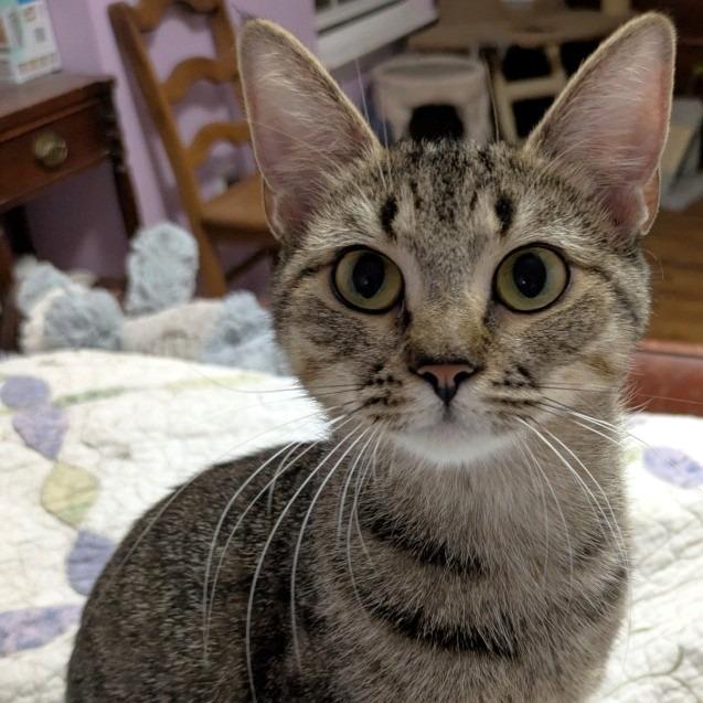 Enlarge Alexia25F, a Adoptable mixed breed in Youngsville, NC image 2/5