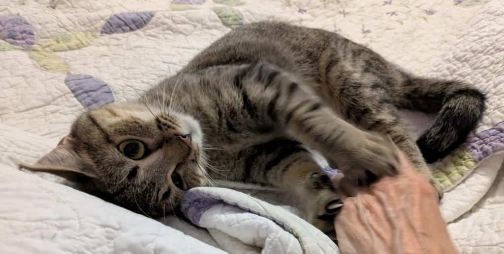 Enlarge Alexia25F, a Adoptable mixed breed in Youngsville, NC image 4/4