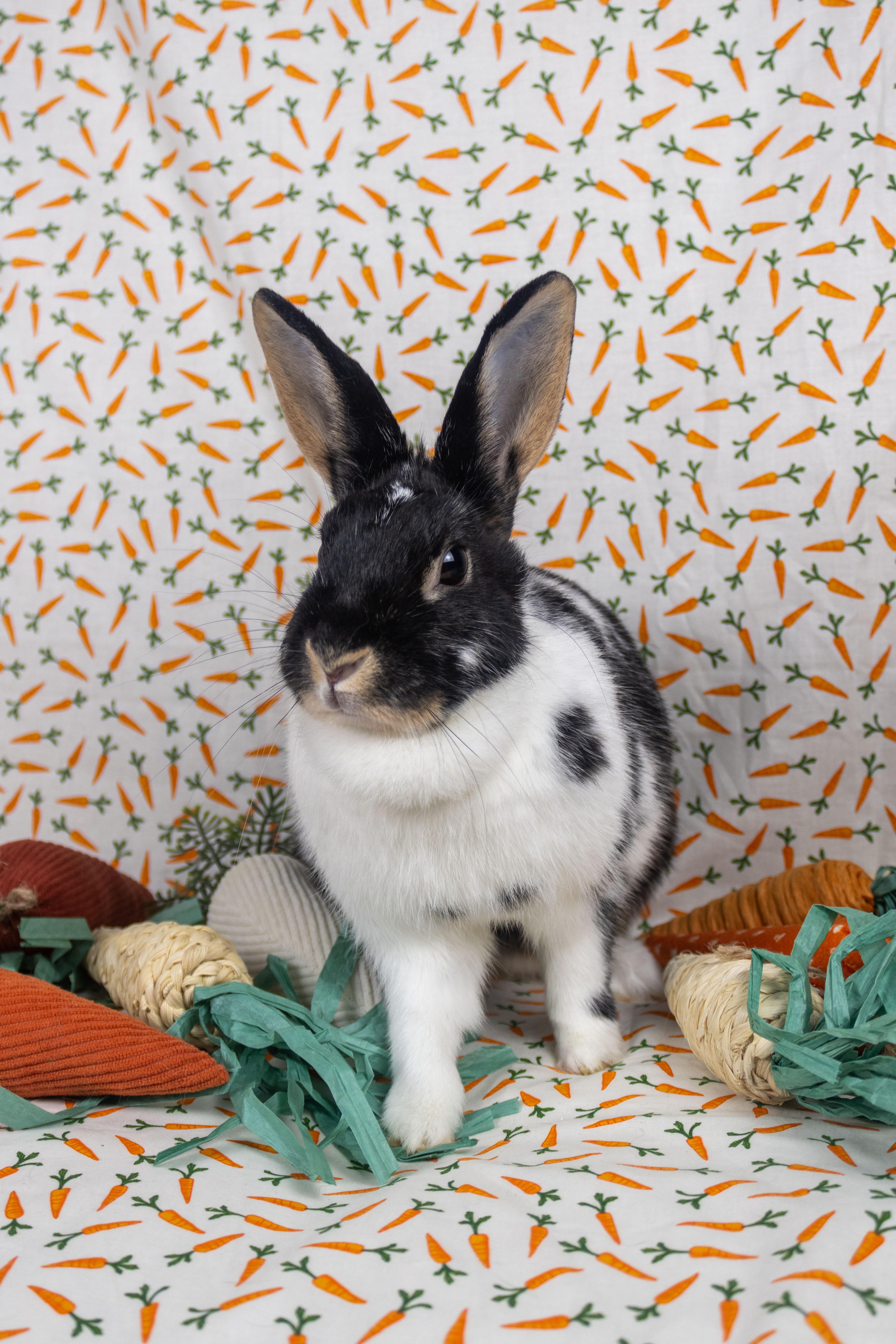 Hibiscus, Adoptable, Adult Female Havana.