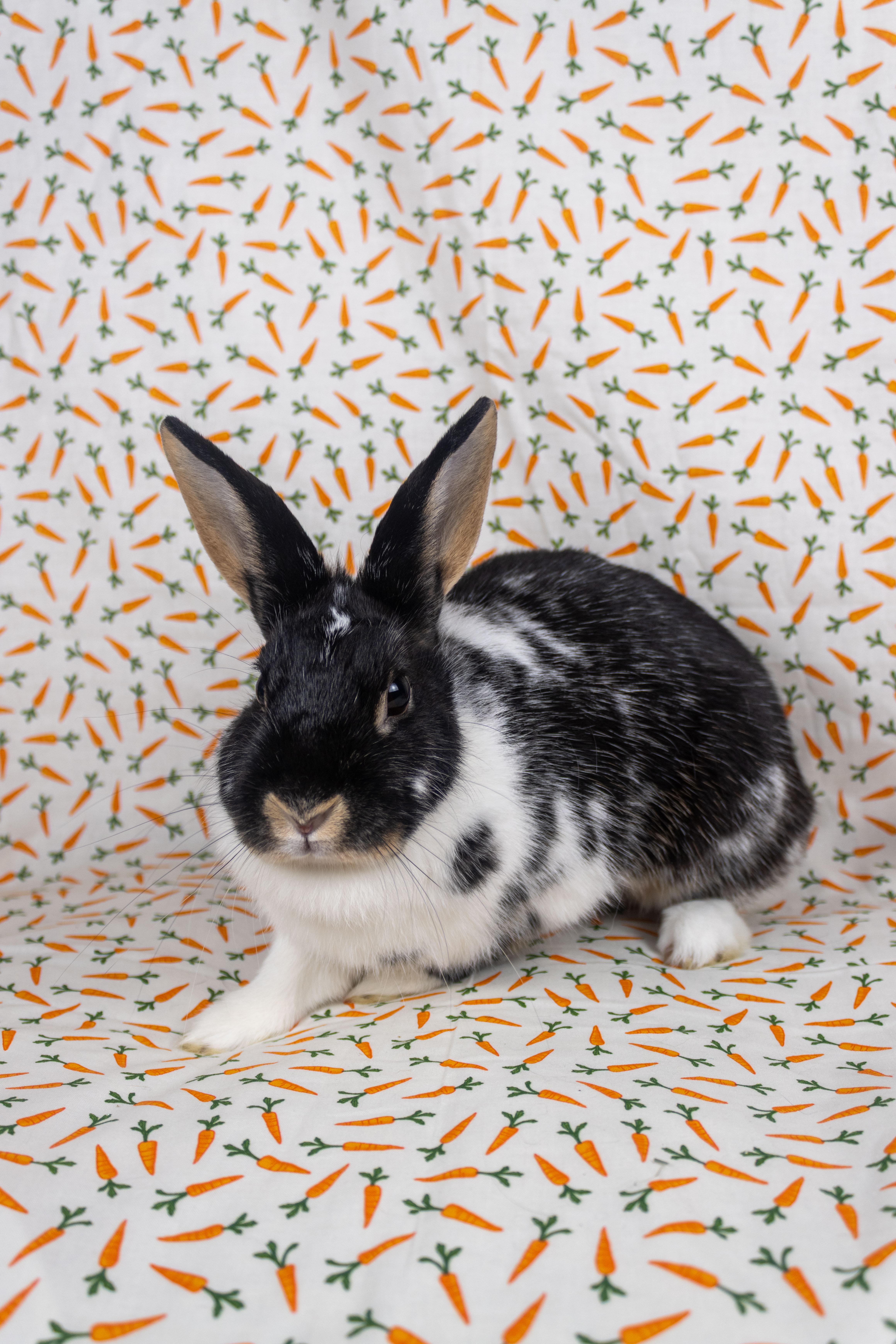 Hibiscus, a Adoptable mixed breed in Ellington, CT image 2/6