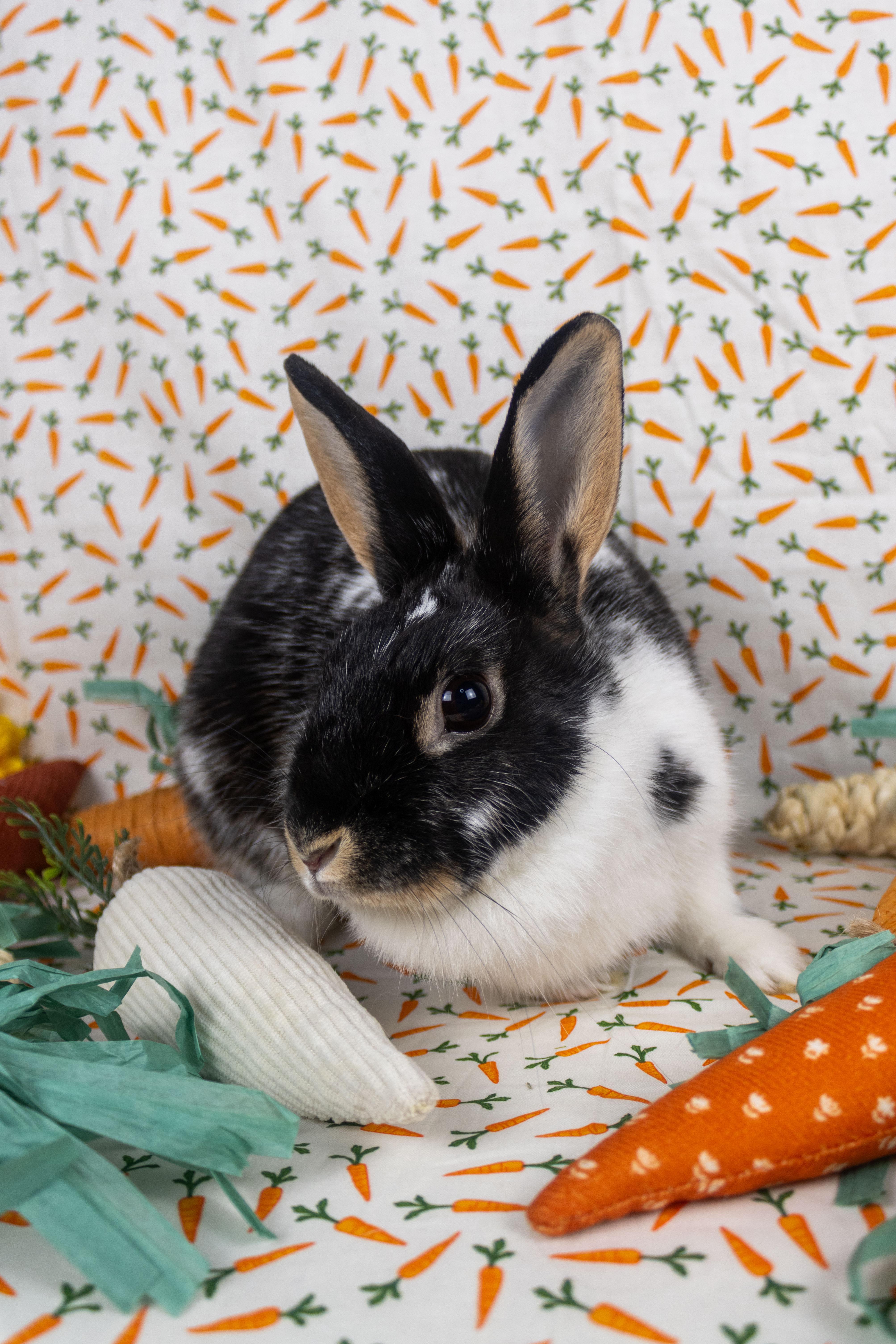 Hibiscus, a Adoptable mixed breed in Ellington, CT image 3/6