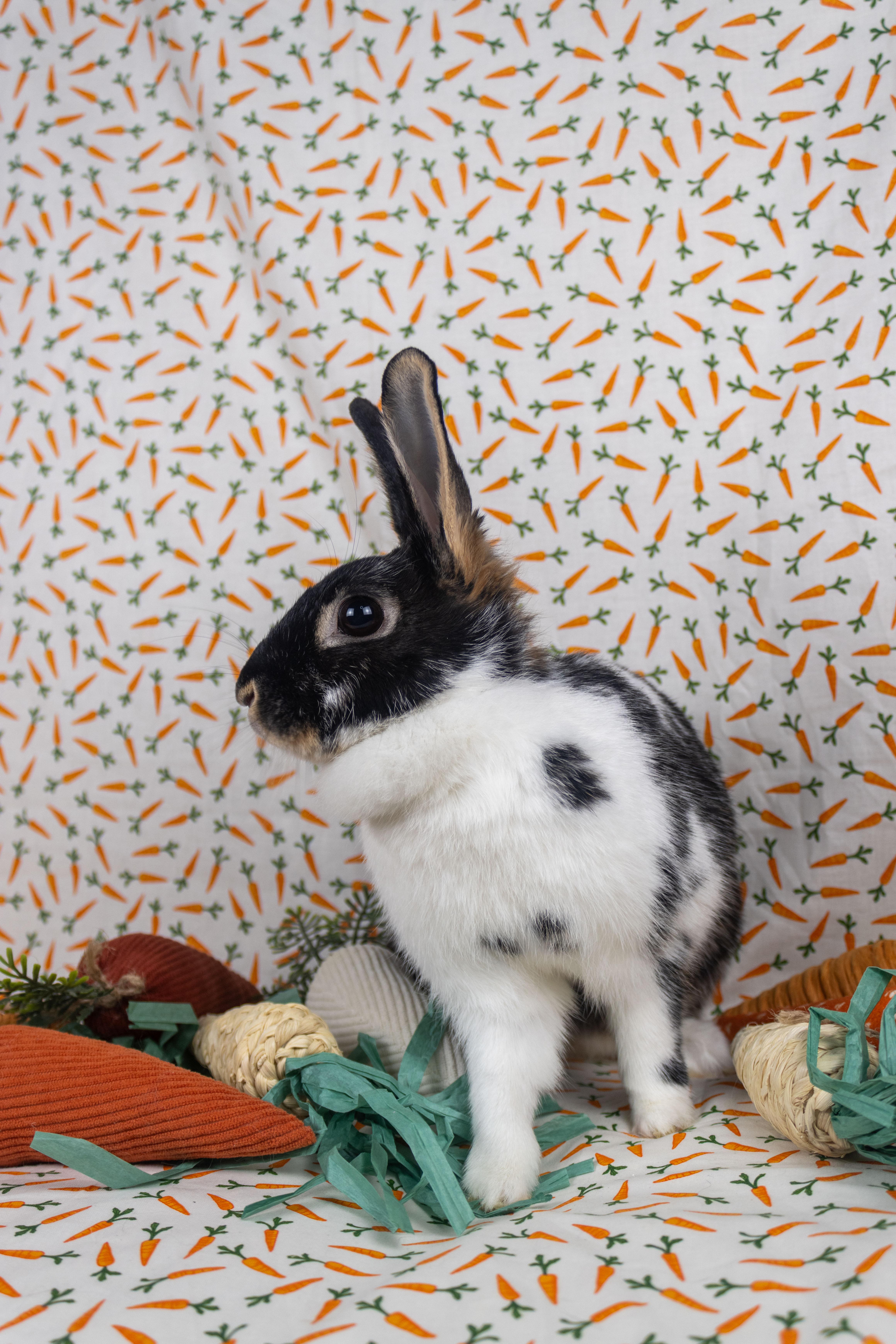 Hibiscus, a Adoptable mixed breed in Ellington, CT image 5/6