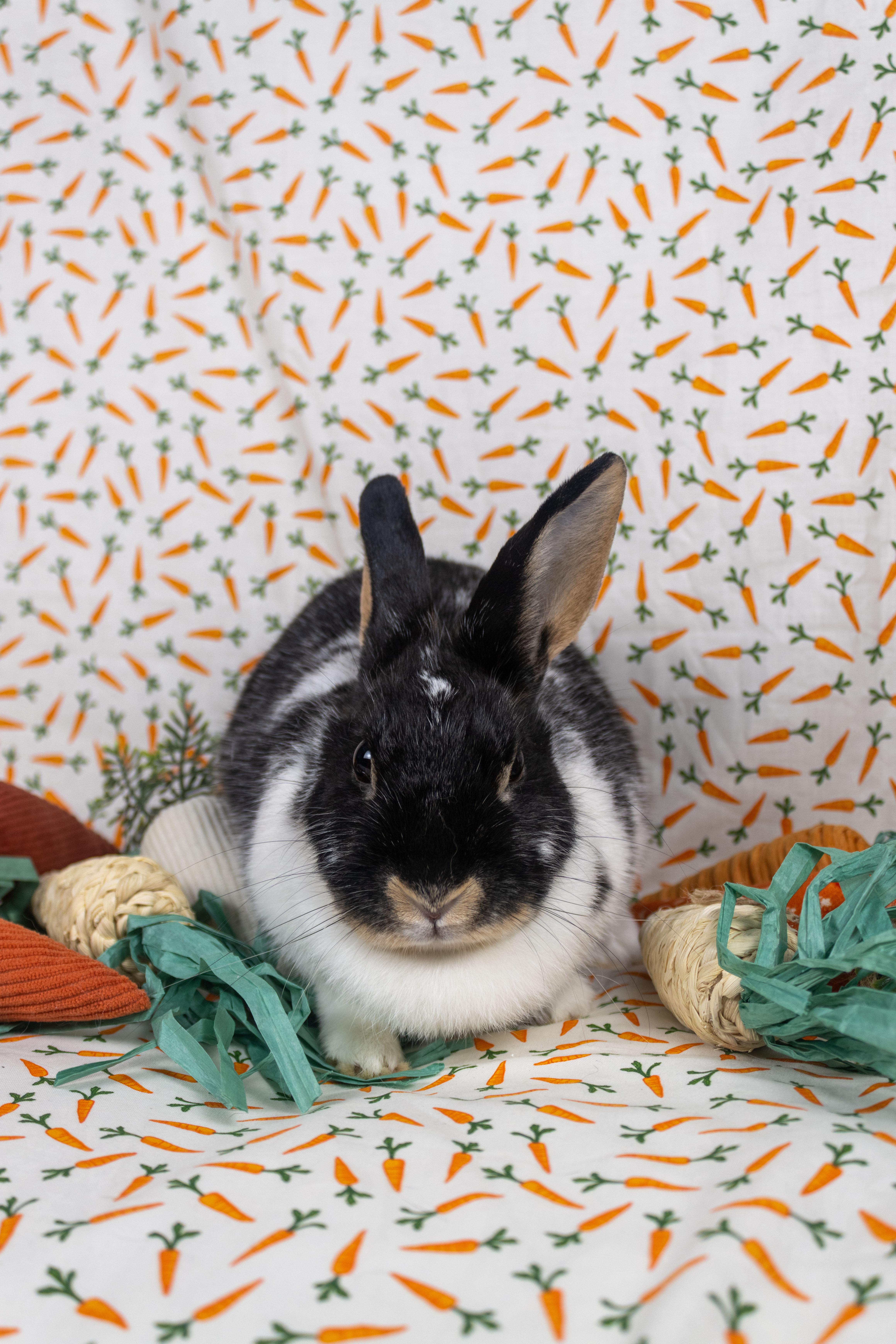 Hibiscus, a Adoptable mixed breed in Ellington, CT image 6/6