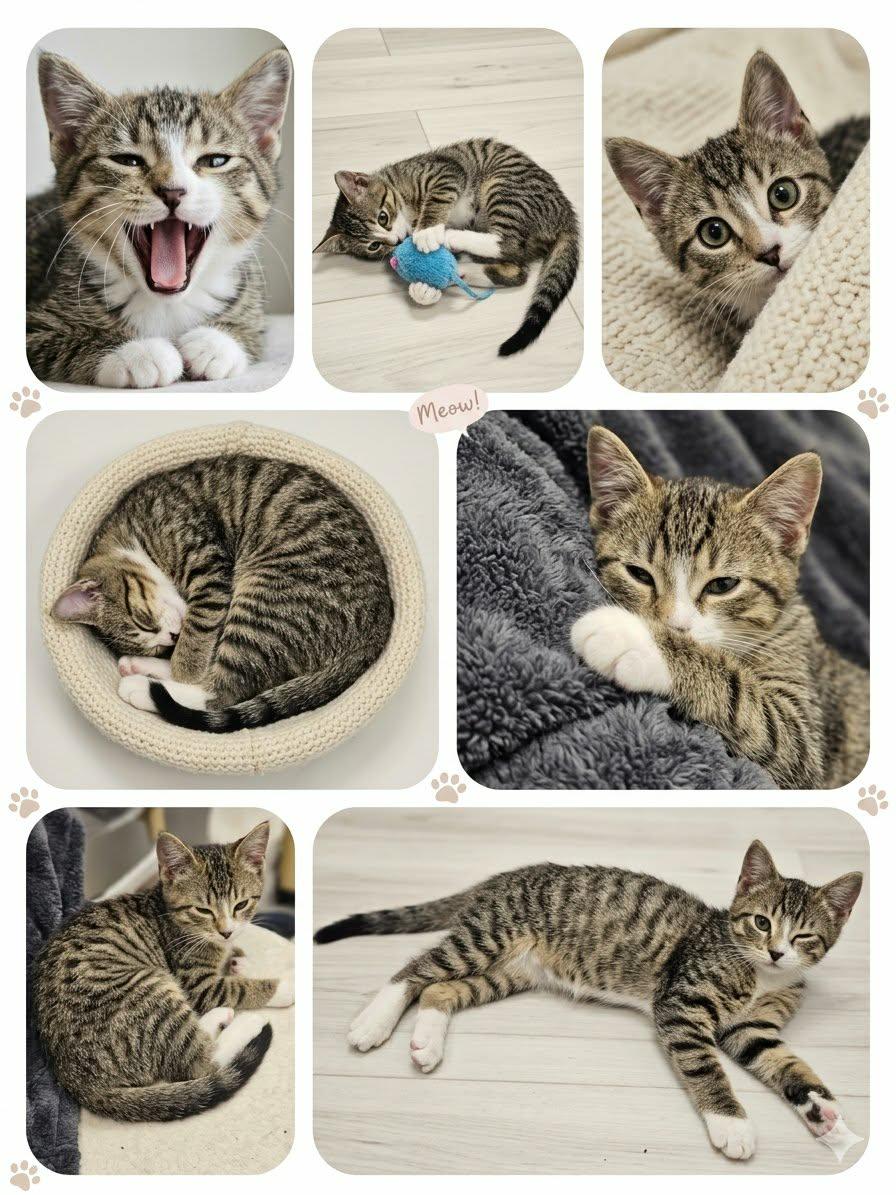 Enlarge BRAYLIN, an adopted Tabby in Delhi, ON image 2/6