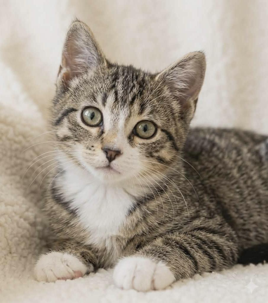 BRAYLIN, adopted, Kitten Female Tabby.