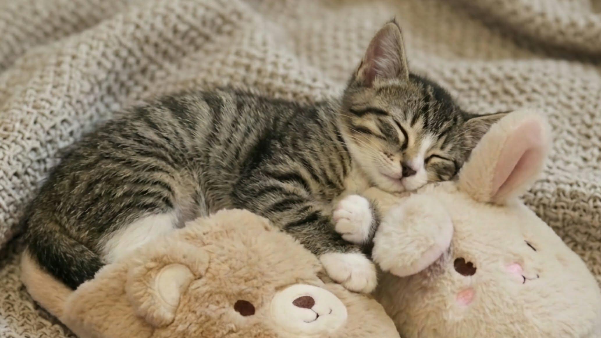 Enlarge BRAYLIN, an adopted Tabby in Delhi, ON image 5/6