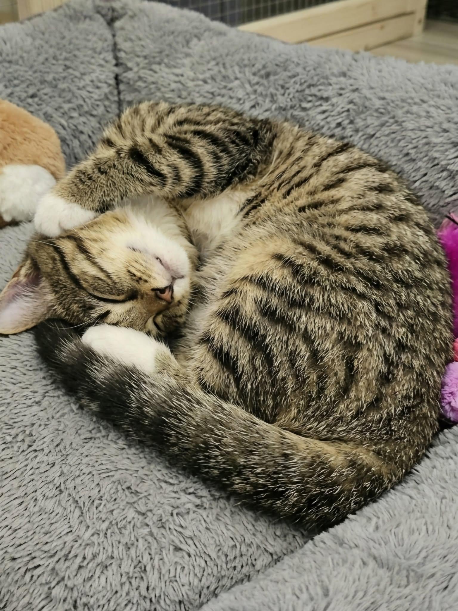 Enlarge BRAYLIN, an adopted Tabby in Delhi, ON image 6/6