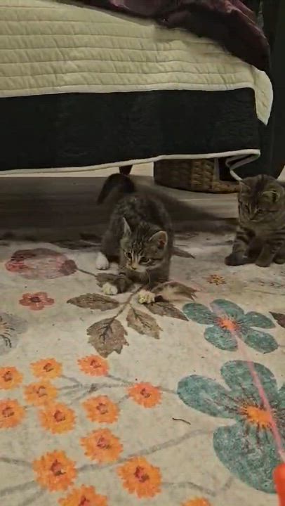 Enlarge BRAYLIN, an adopted Tabby in Delhi, ON video 4/6