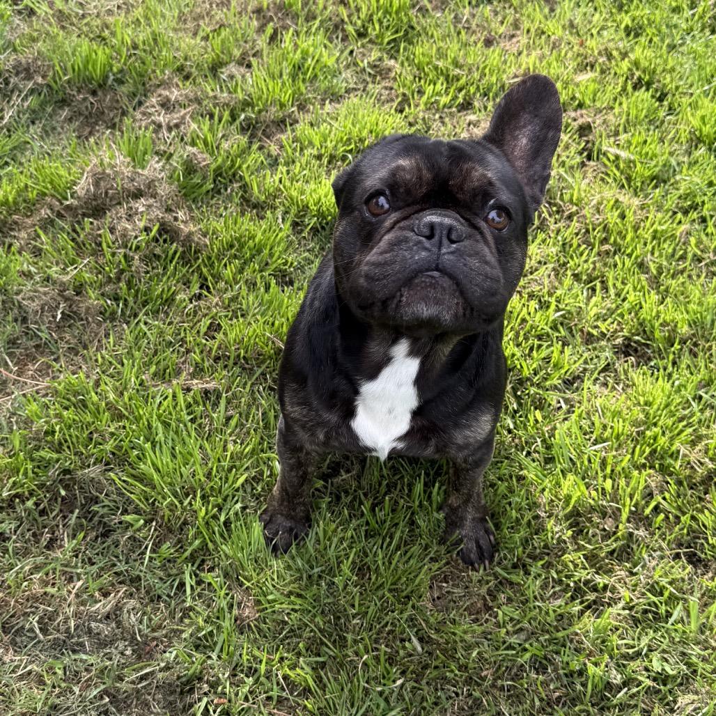Moocho, Adoptable, Adult Male French Bulldog.