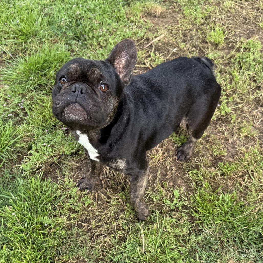 Moocho, a Adoptable French Bulldog in Sacramento, CA image 2/2