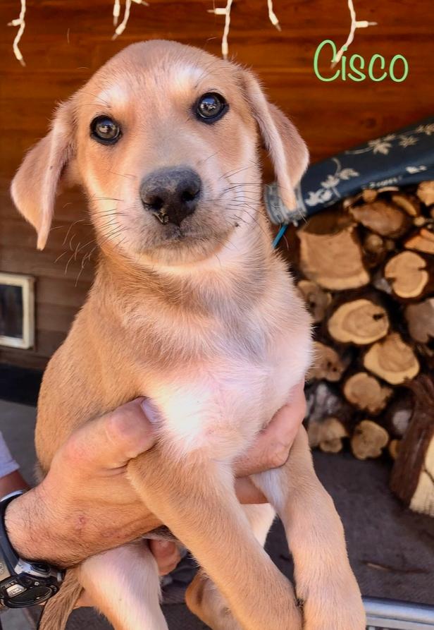 Bibi - Cisco, Adoptable, Puppy Male Dachshund.