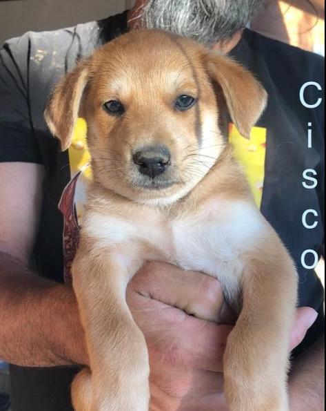 Bibi - Cisco, Adoptable, Puppy Male Dachshund.