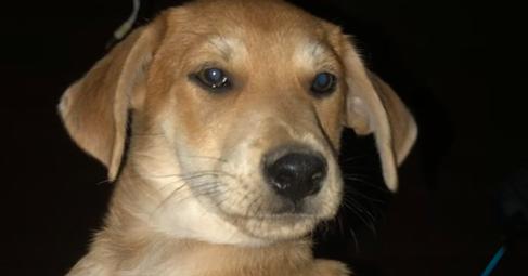 Bibi - Cisco, a Adoptable mixed breed in Bonita, CA image 3/5