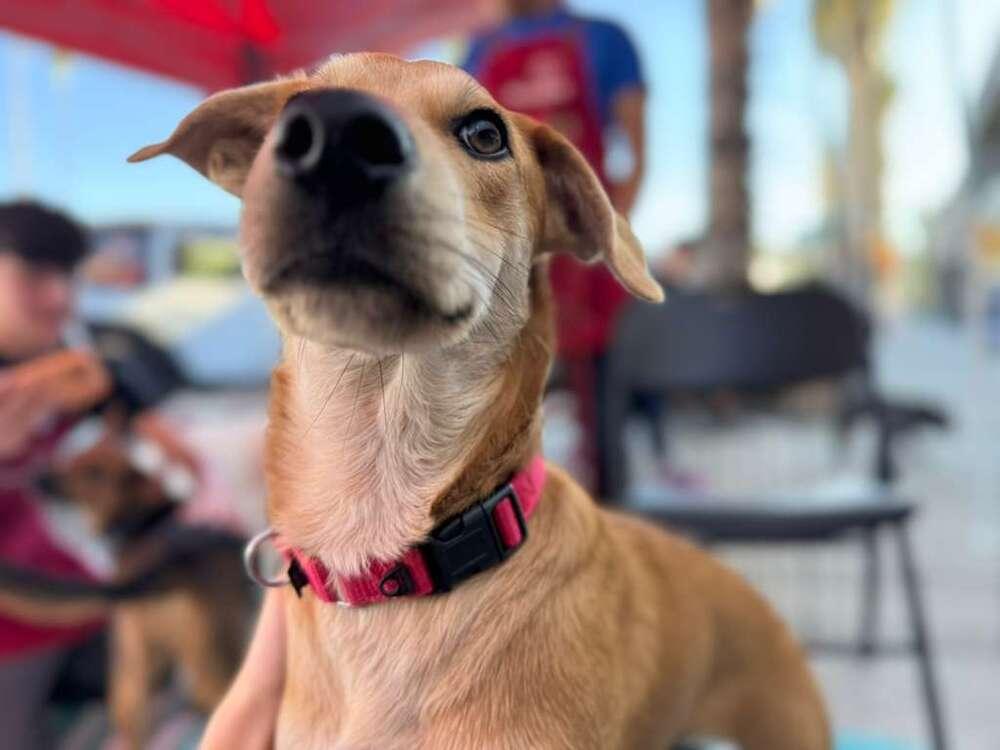 Bibi - Cisco, a Adoptable mixed breed in Bonita, CA image 4/5