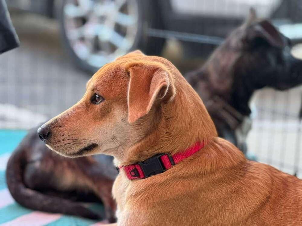 Bibi - Cisco, a Adoptable mixed breed in Bonita, CA image 5/5