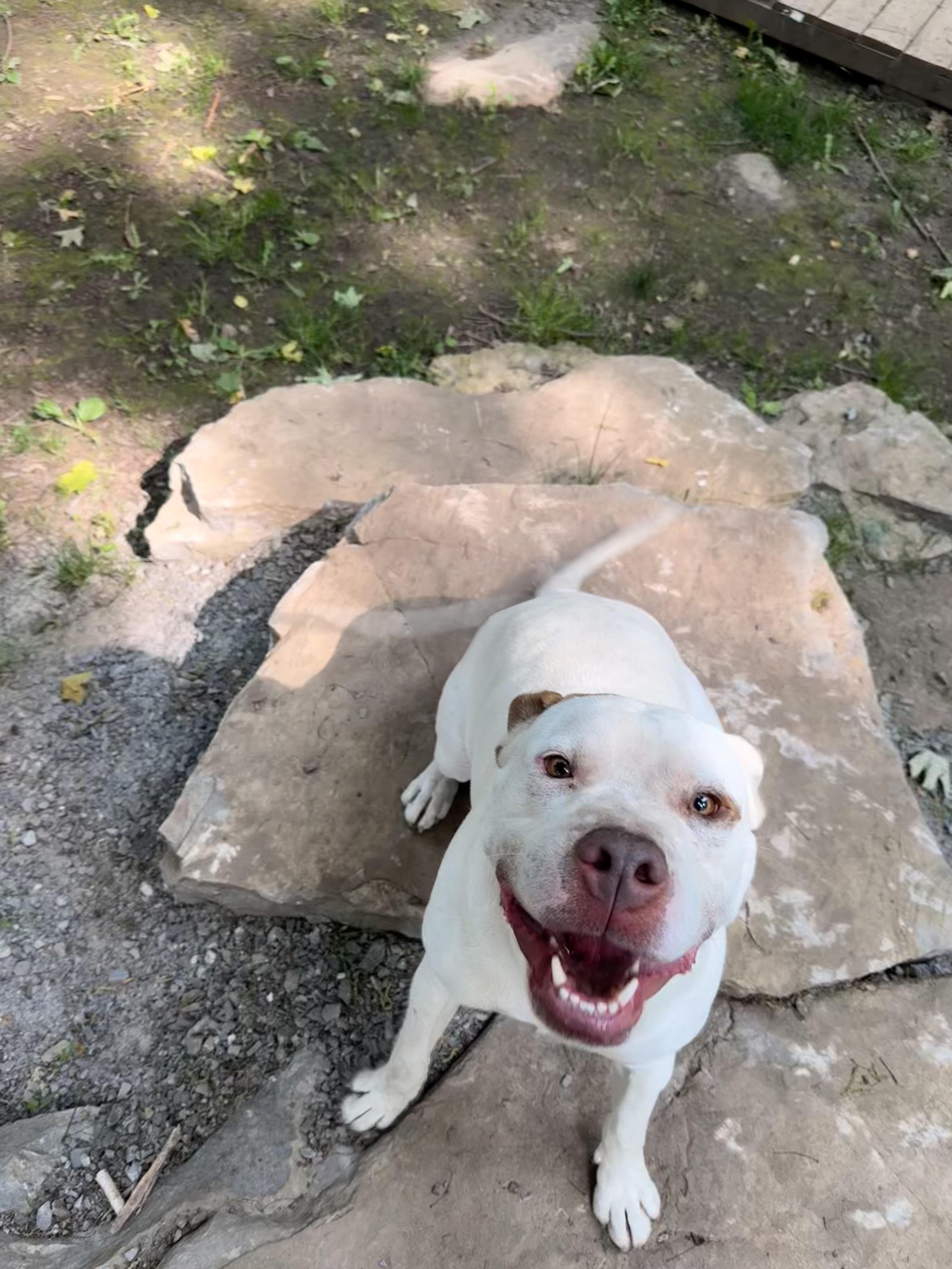 Blanco, a Adoptable mixed breed in Addison, ON image 2/6