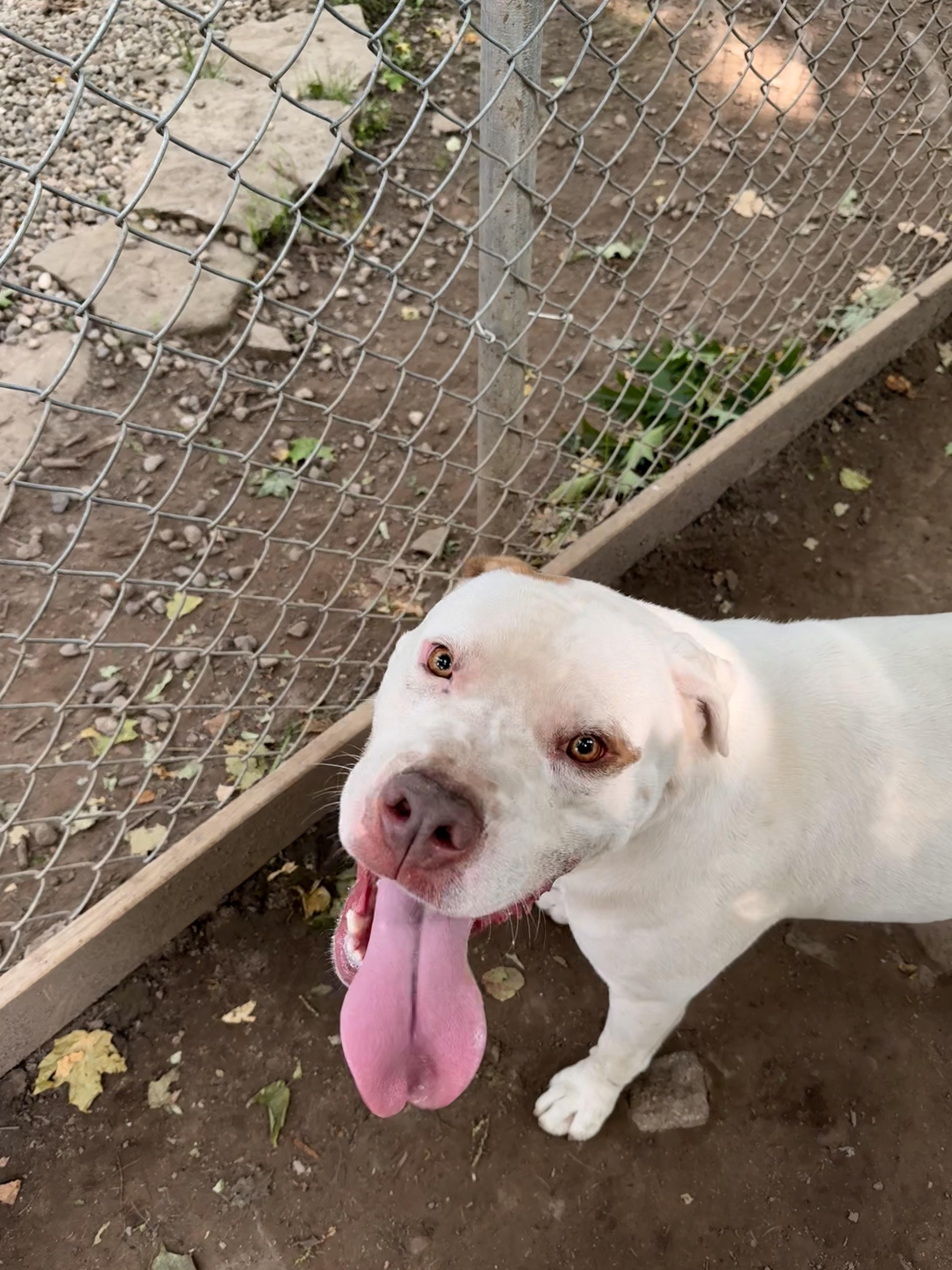 Blanco, a Adoptable mixed breed in Addison, ON image 4/6