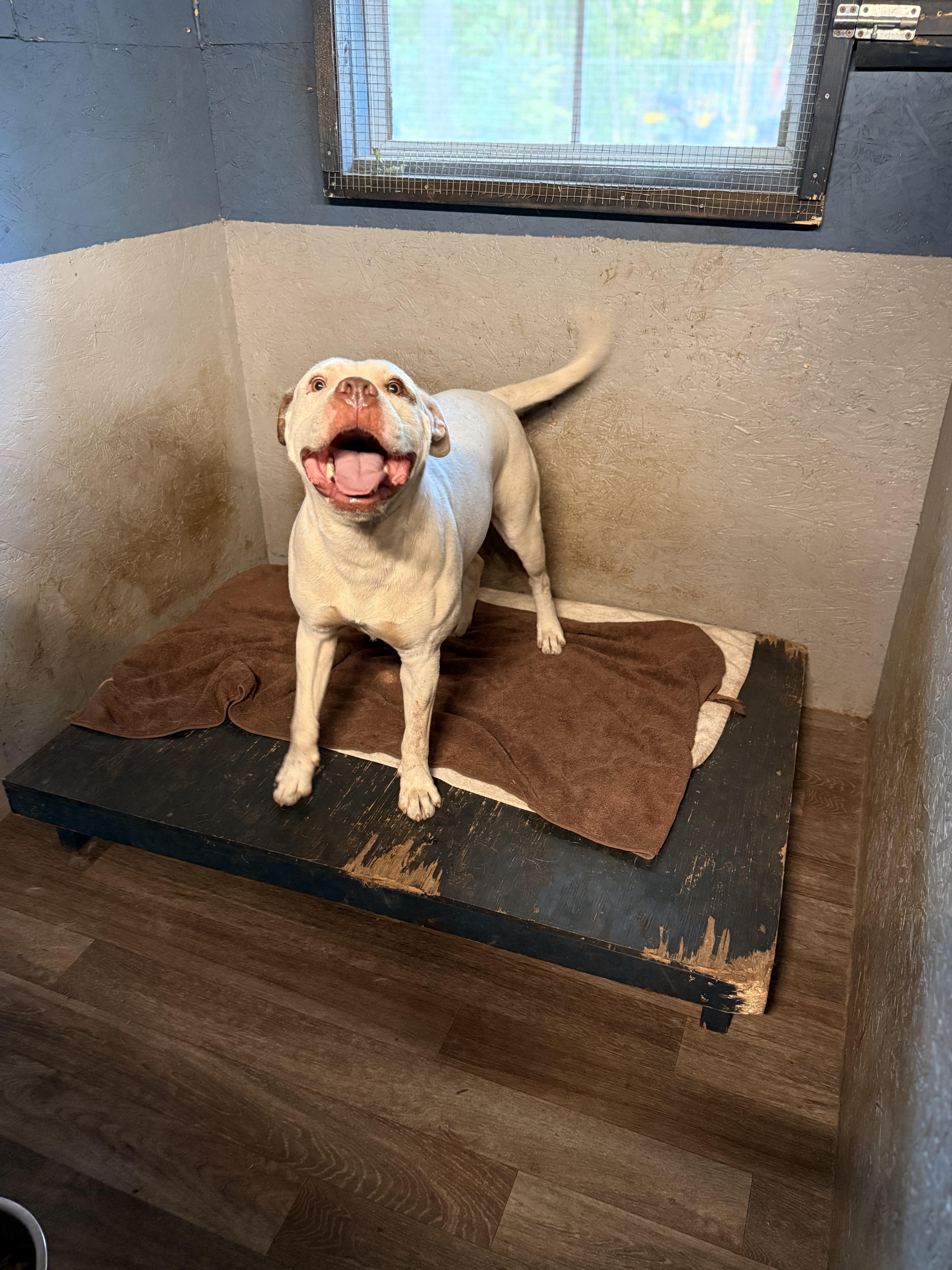 Blanco, a Adoptable mixed breed in Addison, ON image 5/6