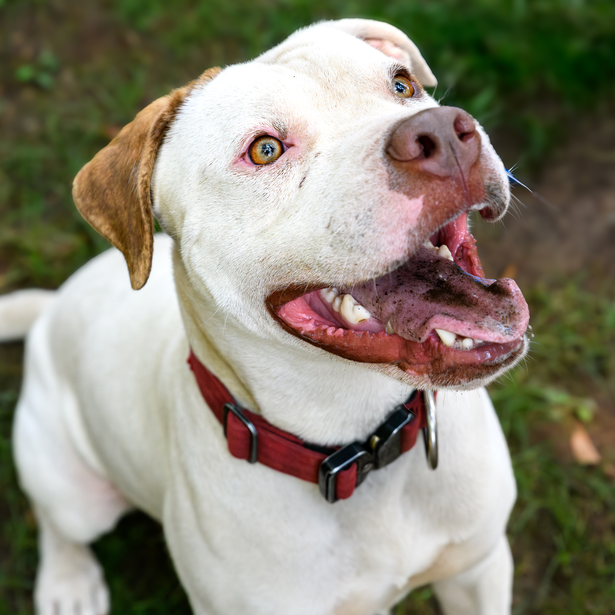 Blanco, a Adoptable mixed breed in Addison, ON image 3/6