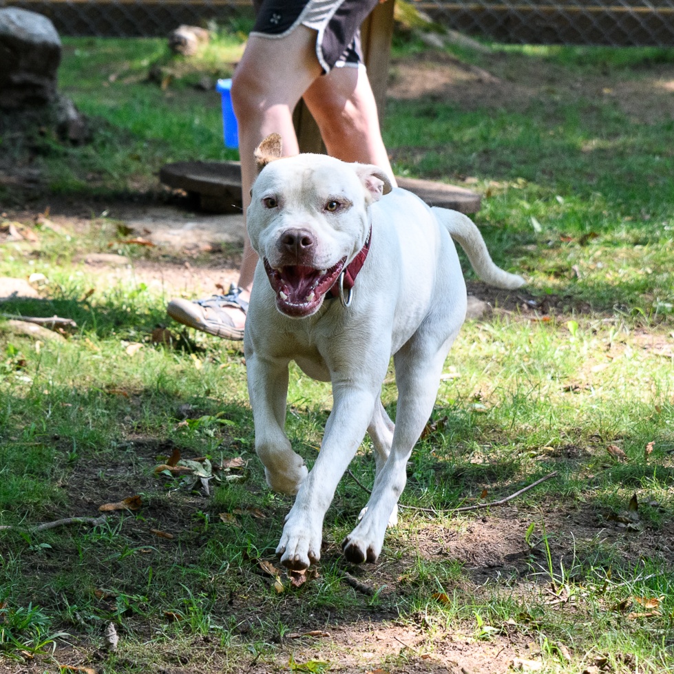Blanco, an adoptable Boxer in Addison, ON, K0E 1A0 | Photo Image 1
