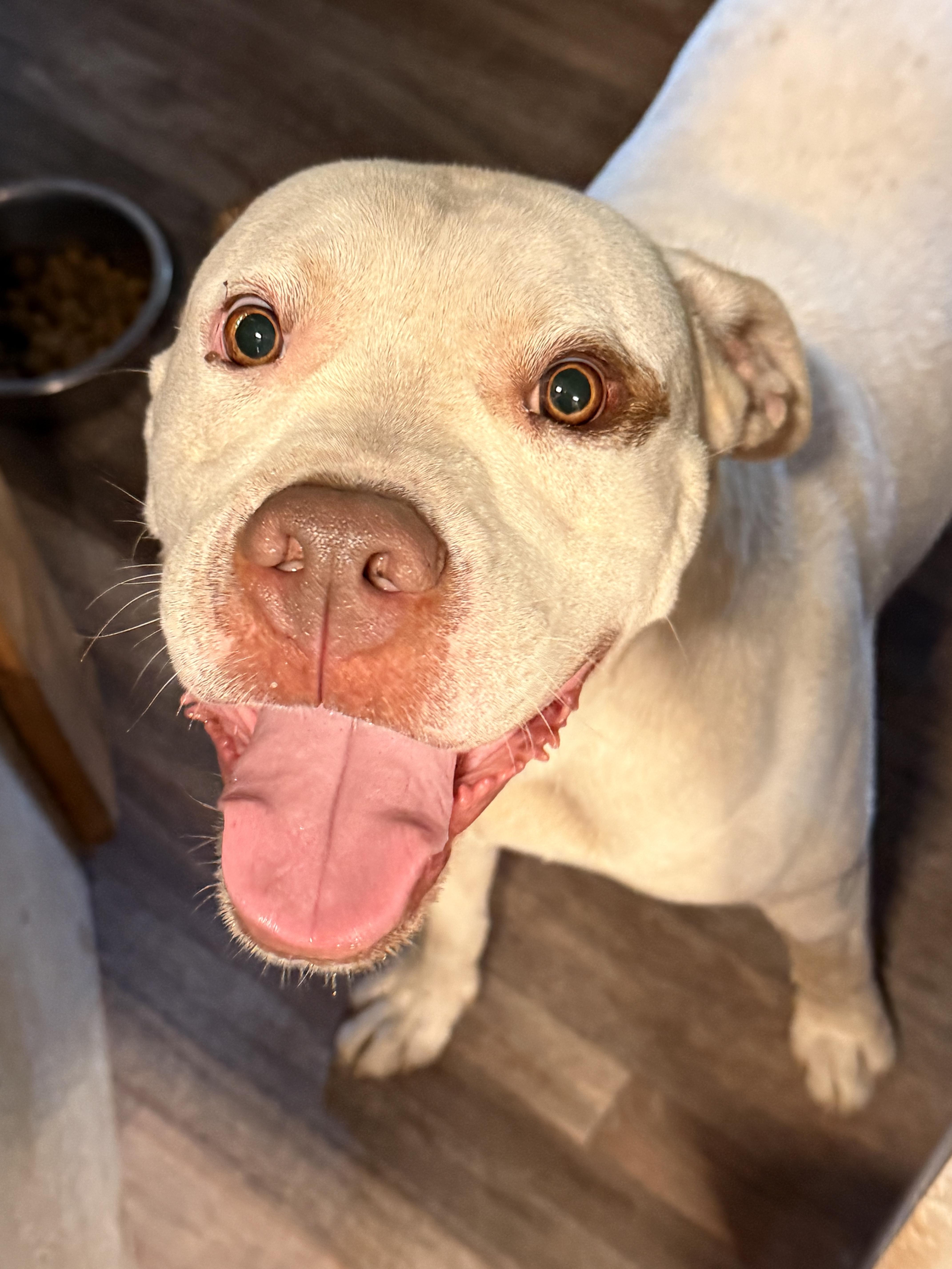 Blanco, a Adoptable mixed breed in Addison, ON image 6/6