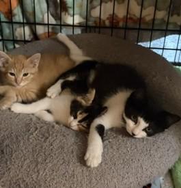 Enlarge Orion, a Adoptable Domestic Short Hair in Midland, MI image 4/6