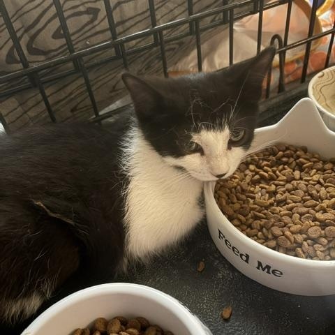Enlarge Orion, a Adoptable Domestic Short Hair in Midland, MI image 6/6