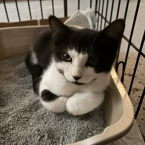 Enlarge Orion, a Adoptable Domestic Short Hair in Midland, MI image 3/6