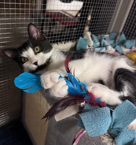 Enlarge Orion, a Adoptable Domestic Short Hair in Midland, MI image 2/6