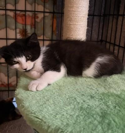Enlarge Orion, a Adoptable Domestic Short Hair in Midland, MI image 5/6