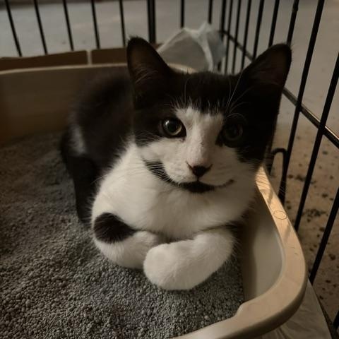 Enlarge Orion, a Adoptable Domestic Short Hair in Midland, MI image 1/6