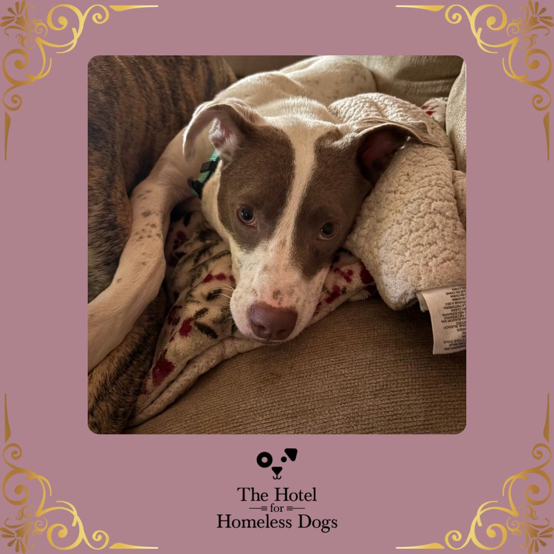 Harper, Baby Female Hound