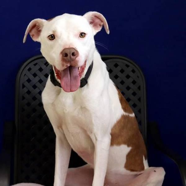 Enlarge Malone, a Adoptable mixed breed in Midland, TX image 1/4