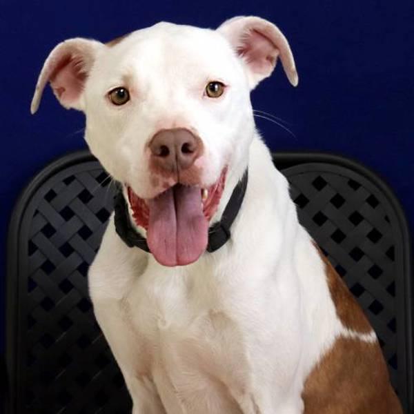 Enlarge Malone, a Adoptable mixed breed in Midland, TX image 3/4