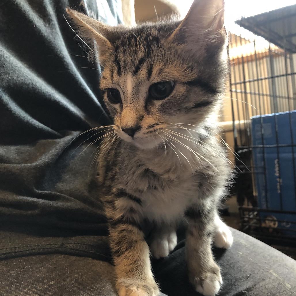 Enlarge Comet, a Adoptable Domestic Short Hair in Marion, IL image 1/2