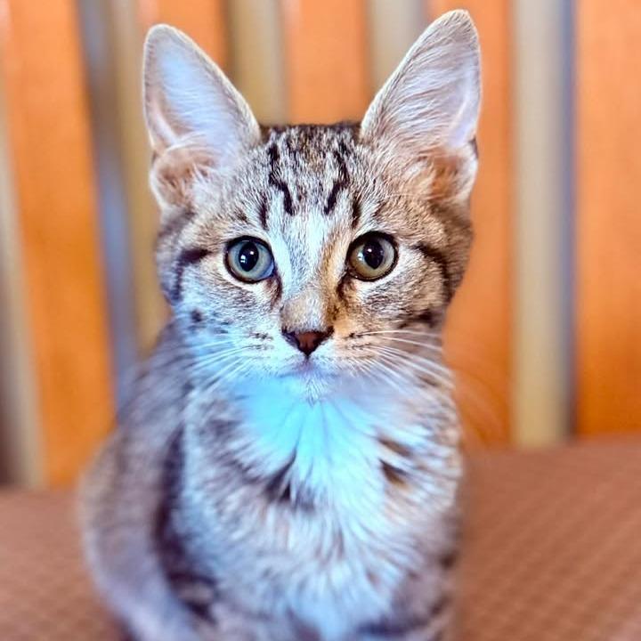 Enlarge Comet, a Adoptable Domestic Short Hair in Marion, IL image 2/2