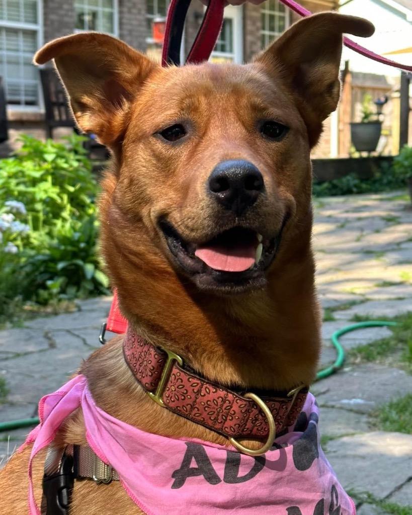 River, Adoptable, Adult Female Shepherd & Golden Retriever.